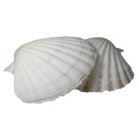 Percussive Seashells - As Cuncha