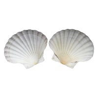 Percussive Seashells - As Cuncha