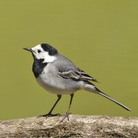 Birdcall Pied Wagtail