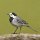 Birdcall Pied Wagtail