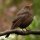 Birdcall Blackbird Large