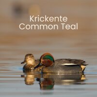 Birdcall Common Teal