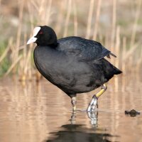 Birdcall Common Coot