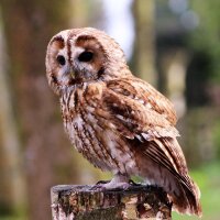 Wooden Owl Whistle
