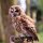 Bird Voice Wooden Owl Whistle